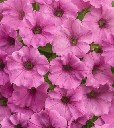Petunia Supertunia® Hot Pink Charm